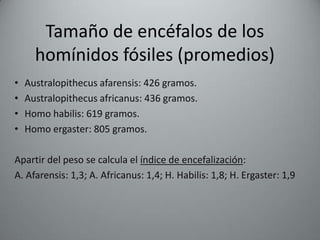 Tamaño de encéfalos de los
      homínidos fósiles (promedios)
•   Australopithecus afarensis: 426 gramos.
•   Australopithecus africanus: 436 gramos.
•   Homo habilis: 619 gramos.
•   Homo ergaster: 805 gramos.

Apartir del peso se calcula el índice de encefalización:
A. Afarensis: 1,3; A. Africanus: 1,4; H. Habilis: 1,8; H. Ergaster: 1,9
 