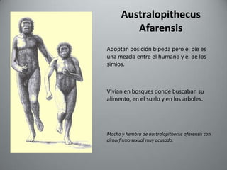 Australopithecus
         Afarensis
Adoptan posición bípeda pero el pie es
una mezcla entre el humano y el de los
simios.



Vivían en bosques donde buscaban su
alimento, en el suelo y en los árboles.




Macho y hembra de australopithecus afarensis con
dimorfismo sexual muy acusado.
 