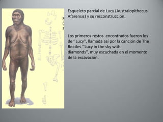 Esqueleto parcial de Lucy (Australopithecus
Afarensis) y su resconstrucción.



Los primeros restos encontrados fueron los
de ‘’Lucy’’, llamada así por la canción de The
Beatles ‘’Lucy in the sky with
diamonds’’, muy escuchada en el momento
de la excavación.
 