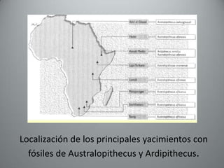 Localización de los principales yacimientos con
  fósiles de Australopithecus y Ardipithecus.
 