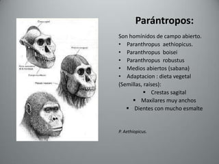 Parántropos:
Son homínidos de campo abierto.
• Paranthropus aethiopicus.
• Paranthropus boisei
• Paranthropus robustus
• Medios abiertos (sabana)
• Adaptacion : dieta vegetal
(Semillas, raíses):
           Crestas sagital
      Maxilares muy anchos
    Dientes con mucho esmalte


P. Aethiopicus.
 