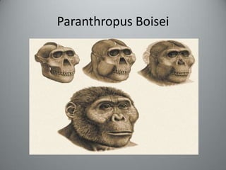 Paranthropus Boisei
 