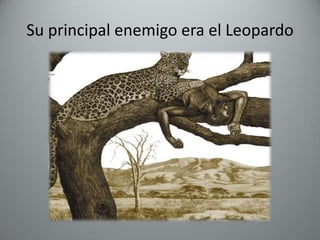 Su principal enemigo era el Leopardo
 