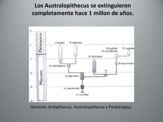 Los Australopithecus se extinguieron
completamente hace 1 millon de años.




Géneros: Ardipithecus, Australopithecus y Parantropus.
 