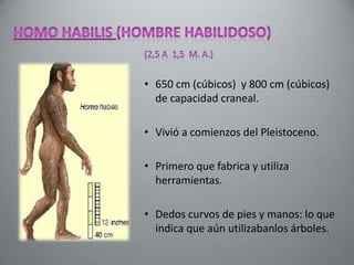 • 650 cm (cúbicos) y 800 cm (cúbicos)
  de capacidad craneal.

• Vivió a comienzos del Pleistoceno.

• Primero que fabrica y utiliza
  herramientas.

• Dedos curvos de pies y manos: lo que
  indica que aún utilizabanlos árboles.
 