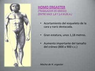 • Acortamiento del esqueleto de la
  cara y nariz destacada.

• Gran estatura, unos 1,18 metros.

• Aumento importante del tamaño
  del cráneo (800 a 900 c.c.)




Macho de H. ergaster
 
