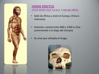 • Salió de África y vivió en Europa, China e
  Indonesia.

• Volumen craneal entre 800 y 1200 cc (fue
  aumentando a lo largo del tiempo).

• Se cree que utilizaba el fuego.
 