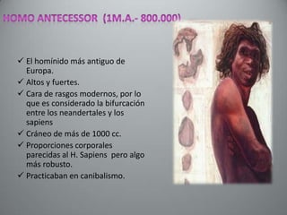  El homínido más antiguo de
  Europa.
 Altos y fuertes.
 Cara de rasgos modernos, por lo
  que es considerado la bifurcación
  entre los neandertales y los
  sapiens
 Cráneo de más de 1000 cc.
 Proporciones corporales
  parecidas al H. Sapiens pero algo
  más robusto.
 Practicaban en canibalismo.
 