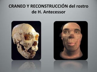 CRANEO Y RECONSTRUCCIÓN del rostro
         de H. Antecessor
 