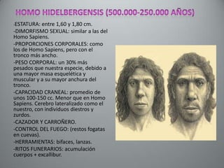 -ESTATURA:  entre 1,60 y 1,80 cm.
-DIMORFISMO SEXUAL: similar a las del
Homo Sapiens.
-PROPORCIONES CORPORALES: como
los de Homo Sapiens, pero con el
tronco más ancho.
-PESO CORPORAL: un 30% más
pesados que nuestra especie, debido a
una mayor masa esquelética y
muscular y a su mayor anchura del
tronco.
-CAPACIDAD CRANEAL: promedio de
unos 100-150 cc. Menor que en Homo
Sapiens. Cerebro lateralizado como el
nuestro, con individuos diestros y
zurdos.
-CAZADOR Y CARROÑERO.
-CONTROL DEL FUEGO: (restos fogatas
en cuevas).
-HERRAMIENTAS: bifaces, lanzas.
-RITOS FUNERARIOS: acumulación
cuerpos + excallibur.
 