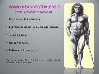 • Gran capacidad craneana .

• Engrosamiento de los huesos del cuerpo.

• Tallan piedras.

• Utilizan el fuego.

• Entierran a los muertos.


Aspecto de un neandertal con una lanza de madera como
las halladas en Schoningen
 