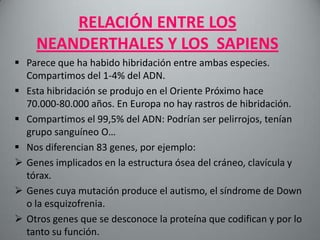 RELACIÓN ENTRE LOS
    NEANDERTHALES Y LOS SAPIENS
 Parece que ha habido hibridación entre ambas especies.
  Compartimos del 1-4% del ADN.
 Esta hibridación se produjo en el Oriente Próximo hace
  70.000-80.000 años. En Europa no hay rastros de hibridación.
 Compartimos el 99,5% del ADN: Podrían ser pelirrojos, tenían
  grupo sanguíneo O…
 Nos diferencian 83 genes, por ejemplo:
 Genes implicados en la estructura ósea del cráneo, clavícula y
  tórax.
 Genes cuya mutación produce el autismo, el síndrome de Down
  o la esquizofrenia.
 Otros genes que se desconoce la proteína que codifican y por lo
  tanto su función.
 