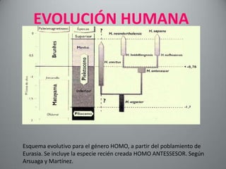 EVOLUCIÓN HUMANA




Esquema evolutivo para el género HOMO, a partir del poblamiento de
Eurasia. Se incluye la especie recién creada HOMO ANTESSESOR. Según
Arsuaga y Martínez.
 