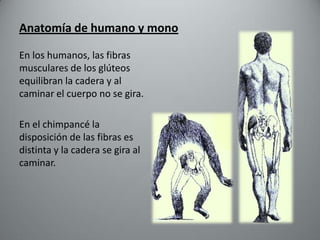 Anatomía de humano y mono

En los humanos, las fibras
musculares de los glúteos
equilibran la cadera y al
caminar el cuerpo no se gira.

En el chimpancé la
disposición de las fibras es
distinta y la cadera se gira al
caminar.
 