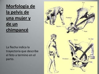 Morfología de
la pelvis de
una mujer y
de un
chimpancé


La flecha indica la
trayectoria que describe
el feto a termino en el
parto.
 