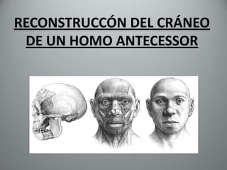 RECONSTRUCCÓN DEL CRÁNEO
 DE UN HOMO ANTECESSOR
 