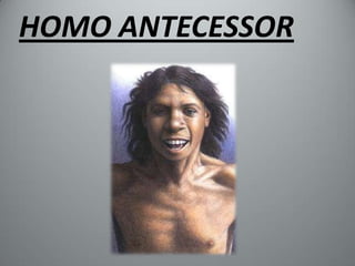 HOMO ANTECESSOR
 