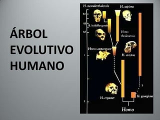 ÁRBOL
EVOLUTIVO
HUMANO
 