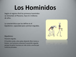 Los Hominidos
Según el registro fósil los primeros homínidos
se remontan al Plioceno, hace 6.5 millones
de años.

La característica que los define es el
bipedismo: capacidad para caminar erguidos.




Bipedismo:
Posición erguida.
El hombre anda a dos patas dejando libre manos y
brazos. Los humanos alcanzan la posición erguida
porque la pelvis humana es más corta y ancha que
la de los primates.
 