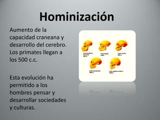 Hominización
Aumento de la
capacidad craneana y
desarrollo del cerebro.
Los primates llegan a
los 500 c.c.

Esta evolución ha
permitido a los
hombres pensar y
desarrollar sociedades
y culturas.
 