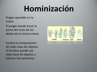 Hominización
Pulgar oponible en la
mano.
El pulgar puede tocar la
yema del resto de los
dedos de la misma mano.

Facilita la manipulación
de toda clase de objetos,
el hombre puede asir
toda clase de objetos y
fabricar herramientas.
 