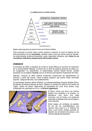 Según este esquema el primer homo es el Homo Habilis.
Para encontrar el primer Homo vamos primero a recorrer un poco la historia de los
descubrimientos de los homínidos, aquellos seres vivos que tenían postura erguida,
las extremidades anteriores liberadas y gran capacidad craneana, pero éstos no se
consideran auténticos predecesores del hombre actual.
HOMINIDOS
A principios de 2002, el desierto de Yurab en Chad (África) se convirtió en escenario
de un sorprendente hallazgo: el cráneo de un fósil de aspecto simiesco de siete m.a.
de antigüedad. Su descubridor, el paleontólogo francés Michel Brunet, decidió
bautizarlo con la palabra Toumaï, que en el idioma local significa "Esperanza de Vida"
Además, "aunque es difícil obtener evidencias inequívocas de bipedestación (2
piernas) a partir del cráneo, varias pruebas sugieren que podría haber caminado
erguido", aseguran Brunet y sus colaboradores.
El antropólogo británico Martin Pickford y la paleoantropóloga francesa Brigitte Senut,
del Museo de Historia Natural de París, hallaron en octubre de 2000 en las colinas de
Tugen -centro de Kenia- fragmentos de esqueletos de unos cinco simios, cuya
antigüedad fue calculada en 6 m.a., el Orrorin tugenensis.
El fémur indica que tenía una marcha
bípeda muy parecida a la nuestra. La
dentadura, que tenía una dieta
omnívora, rica en frutas y en proteínas
obtenidas probablemente de hormigas y
otros insectos.
Estos rasgos, sin embargo, se apartan
de los de los australopitecos que
vivieron hace entre 4 y 2 millones de
años y que tenían dientes grandes en
relación con el tamaño del cuerpo y una
marcha bípeda bamboleante.
 