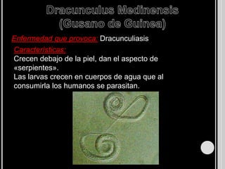 La digestión se lleva acabo de manera celular e intercelular. 