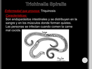 Su sistema nervioso esta formado por cordones nerviosos y órganos sensoriales sencillos. 