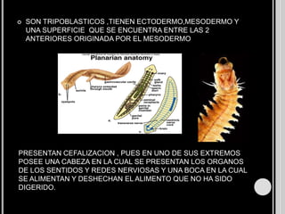 PHYLLUM PLATYHELMINTESSON CONOCIDOS COMO GUSANOS PLANOS Y EXISTEN EN PROMEDIO ENTRE 20MIL Y 25MIL ESPECIES TIENEN SIMETRIA BILATERAL, PUES EN AMBOS LADOS TIENEN LOS MISMOS ORGANOS