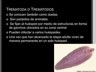 Turbellaria o TurbelariosSe conocen como planarias. Las especies representativas de este grupo pueden ser carnívoras de vida libre. La mayoría vive en el mar y algunas se encuentran en hábitats de agua dulce. Se reproducen asexualmente por fisión