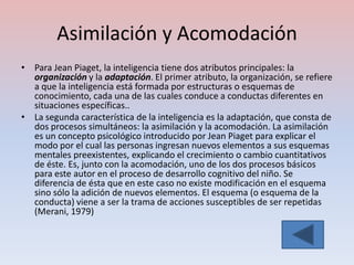 Asimilación y Acomodación
• Para Jean Piaget, la inteligencia tiene dos atributos principales: la
  organización y la adaptación. El primer atributo, la organización, se refiere
  a que la inteligencia está formada por estructuras o esquemas de
  conocimiento, cada una de las cuales conduce a conductas diferentes en
  situaciones específicas..
• La segunda característica de la inteligencia es la adaptación, que consta de
  dos procesos simultáneos: la asimilación y la acomodación. La asimilación
  es un concepto psicológico introducido por Jean Piaget para explicar el
  modo por el cual las personas ingresan nuevos elementos a sus esquemas
  mentales preexistentes, explicando el crecimiento o cambio cuantitativos
  de éste. Es, junto con la acomodación, uno de los dos procesos básicos
  para este autor en el proceso de desarrollo cognitivo del niño. Se
  diferencia de ésta que en este caso no existe modificación en el esquema
  sino sólo la adición de nuevos elementos. El esquema (o esquema de la
  conducta) viene a ser la trama de acciones susceptibles de ser repetidas
  (Merani, 1979)
 