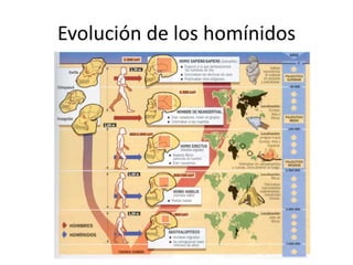Evolución de los homínidos
