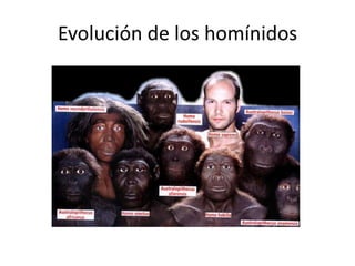 Evolución de los homínidos