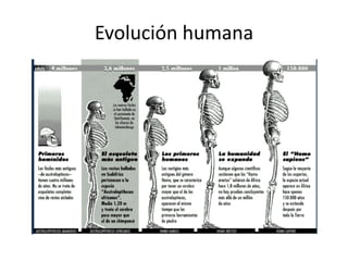 Evolución humana