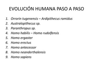 EVOLUCIÓN HUMANA PASO A PASO
1. Orrorin tugenensis – Ardipithecus ramidus
2. Australopithecus sp.
3. Paranthropus sp.
4. Homo habilis – Homo rudolfensis
5. Homo ergaster
6. Homo erectus
7. Homo antecessor
8. Homo neanderthalensis
9. Homo sapiens