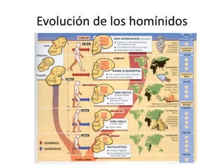 Evolución de los homínidos
 