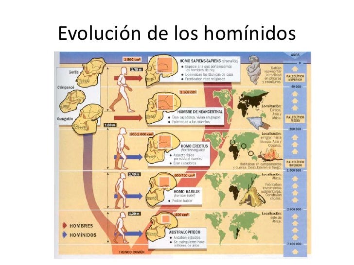 Evolución de los homínidos
