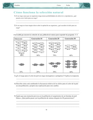 Nombre

Curso

Fecha

Cómo funciona la selección natural
1. Si un rasgo causa que un organismo tenga menos probabilidades de sobrevivir y reproducirse, ¿qué
pasaría con el alelo para ese rasgo?

2. Si un rasgo no tiene ningún efecto sobre la aptitud de un organismo, ¿qué sucederá al alelo para ese
rasgo?

Usa la tabla que muestra la evolución de una población de ratones para responder las preguntas 3–5.

Población inicial

90%

10%

Generación 10

Generación 20

Generación 30

80%

70%

40%

20%

30%

60%

3. ¿Es el rasgo para el color de piel un rasgo monogénico o poligénico? Explica tu respuesta.

4. Describe cómo está cambiando la frecuencia relativa de los alelos para el color de la piel
en esta población y propón una explicación para este cambio.

5. Supón que una mutación provoca en la población el surgimiento de un fenotipo de piel
blanca. ¿Qué podría pasar con la población de ratones después de 40 generaciones?

6

 