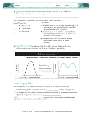 Nombre

Curso

Fecha

6. ¿Qué efecto tiene la selección estabilizante sobre la variación en una población?
La selección estabilizante generalmente podría r.

Para las preguntas 7-9, relaciona el tipo de selección con la situación correcta.
Situación
Tipo of Selección

7. Direccional
8. Estabilizante
9. Disruptiva

A. Los individuos en los extremos superior e inferior de
la curva tienen mayor aptitud que los individuos
cerca de la media de la “campana”.
B. Los individuos en un extremo de la curva tienen
mayor aptitud que los individuos de la media de
la curva o del otro extremo.
C. Los individuos cerca del centro de la curva
tienen mayor aptitud que los de ambos
extremos.

10.

Completa el título del gráfico y lo que falta entre los dos
gráficos para ilustrar cómo éste tipo de selección afectó a la población.
Selección ..………….

La población ……
………………en 2
subgrupos adaptados
a…………………...

Tamaño del pico

Número de aves
en la población

Nº de aves
en la población

Las semillas más grandes y las más pequeñas llegan a ser más comunes

Tamaño del pico

Deriva genética
Para las preguntas 11-13, complete cada oración escribiendo la (s) palabra (s) correcta (s).

11. En poblaciones pequeñas, los cambios al azar de la _______ ________ se llama Deriva genética.
12. Una situación en la cual cambia la frecuencia de alelos como resultado de la migración de un pequeño
subgrupo de una población se conoce como __________ ______________.

13. El _________ ________ __ _________ es un cambio en la frecuencia alélica (variabilidad genética)
después de una dramática reducción en el tamaño de la población.

S.F.C. Depto. de Ciencias • Copyright © by Pearson Education, Inc., or its afﬁliates. All Rights Reserved.

7

.

 