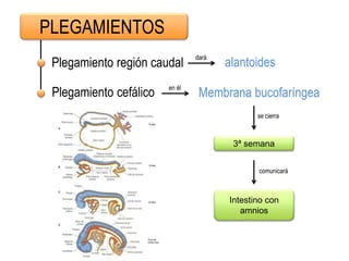 PLEGAMIENTOS
Plegamiento región caudal
Plegamiento cefálico
alantoides
dará
Membrana bucofaríngea
en él
se cierra
3ª semana
Intestino con
amnios
comunicará
 