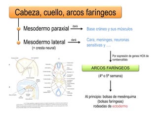 Cabeza, cuello, arcos faríngeos
Mesodermo paraxial
Mesodermo lateral
Base cráneo y sus músculos
dará
dará
(+ cresta neural)
Cara, meninges, neuronas
sensitivas y ….
ARCOS FARÍNGEOS
(4ª o 5ª semana)
Al principio: bolsas de mesénquima
(bolsas faríngeas)
rodeadas de ectodermo
Por expresión de genes HOX de
rombencéfalo