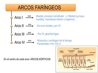 Arco I
c Arco II
Maxilar, proceso mandibular , c. Meckel (yunque,
martillo), mandíbula inferior y trigémino.
dará
Es arco hioideo, par VII
ARCOS FARÍNGEOS
dará
c Arco III
dará
Par IX, glosofaríngeo
Arco IV
dará Músculos y cartílagos de la faringe.
Paratorides (+III). Par X
En el centro de cada arco: ARCOS AÓRTICOS