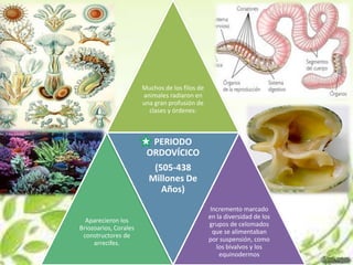 Muchos de los filos de
                       animales radiaron en
                       una gran profusión de
                         clases y órdenes:



                         PERIODO
                        ORDOVÍCICO
                          (505-438
                         Millones De
                            Años)
                                                 Incremento marcado
                                                en la diversidad de los
  Aparecieron los
                                                grupos de celomados
Briozoarios, Corales
                                                  que se alimentaban
 constructores de
                                                por suspensión, como
     arrecifes.
                                                   los bivalvos y los
                                                    equinodermos
 