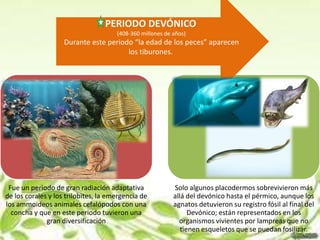 PERIODO DEVÓNICO
                                      (408-360 millones de años)
                    Durante este periodo “la edad de los peces” aparecen
                                       los tiburones.




 Fue un periodo de gran radiación adaptativa               Solo algunos placodermos sobrevivieron más
de los corales y los trilobites, la emergencia de          allá del devónico hasta el pérmico, aunque los
los ammoideos animales cefalópodos con una                 agnatos detuvieron su registro fósil al final del
  concha y que en este periodo tuvieron una                      Devónico; están representados en los
              gran diversificación                           organismos vivientes por lampreas que no
                                                              tienen esqueletos que se puedan fosilizar.
 