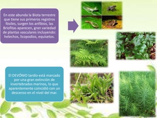 En este abunda la Biota terrestre
 que tiene sus primeros registros
  fósiles, surgen los anfibios, las
Briofitas aparecen, gran variedad
de plantas vasculares incluyendo:
 helechos, licopodios, equisetos.




   El DEVÓNIO tardío está marcado
       por una gran extinción de
    invertebrados marinos, lo que
   aparentemente coincidió con un
     descenso en el nivel del mar.
 