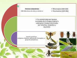 PERIODO CARBONÍFERO                     • Mississípico (360-320)
     (360-286millones de años) se divide en:        • Pensilvánico (320-286)



                               • Se caracterizaba por bosque
                              inundados de la Pangea tropical y
                               subtropical. Estaban dominados
                                  por helechos, licopodios y
                                          equisetos.




                Insectos primitivos:
ortópteros, blattaria, ephemerida, homoptera, un
              grupo de paleopterous
 