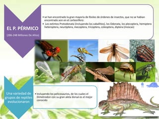 • se han encontrado la gran mayoría de fósiles de órdenes de insectos, que no se habían
                                encontrado aún en el carbonífero:
                              • Los extintos Protodonata (incluyendo los caballitos), los Odonata, los plecoptera, hemiptera
                                heteroptera, neuróptera, mecoptera, tricoptera, coleoptera, diptera (moscas)
 EL P. PÉRMICO
 (286-248 Millones De Años)




 Una variedad de       • Incluyendo los pelicosaurios, de los cuales el
grupos de reptiles       Dimetrodon con su gran aleta dorsal es el mejor
                         conocido
  evolucionaron
 