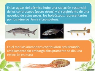 En las aguas del pérmico hubo una radiación sustancial
de los condrostéos (peces óseos) y el surgimiento de una
novedad de estos peces, los holeósteos, representantes
por los géneros Amia y Lepisosteus.




En el mar los ammonites continuaron proliferando
ampliamente sin embargo abruptamente se dio una
extinción en masa
 