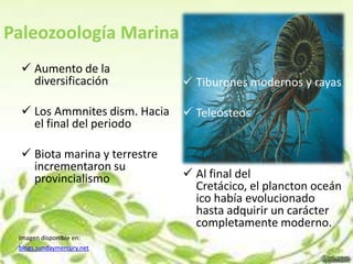 Paleozoología Marina
   Aumento de la
    diversificación             Tiburones modernos y rayas

   Los Ammnites dism. Hacia    Teleósteos
    el final del periodo

   Biota marina y terrestre
    incrementaron su
    provincialismo              Al final del
                                 Cretácico, el plancton oceán
                                 ico había evolucionado
                                 hasta adquirir un carácter
                                 completamente moderno.
 Imagen disponible en:
 blogs.sundaymercury.net
 