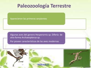 Paleozoología Terrestre

Aparecieron las primeras serpientes




Algunas aves del genero Hesperornis sp. Difería de
otra forma Archaeopteryx sp.
Por poseer características de las aves modernas




                          www.uua.cn
 
